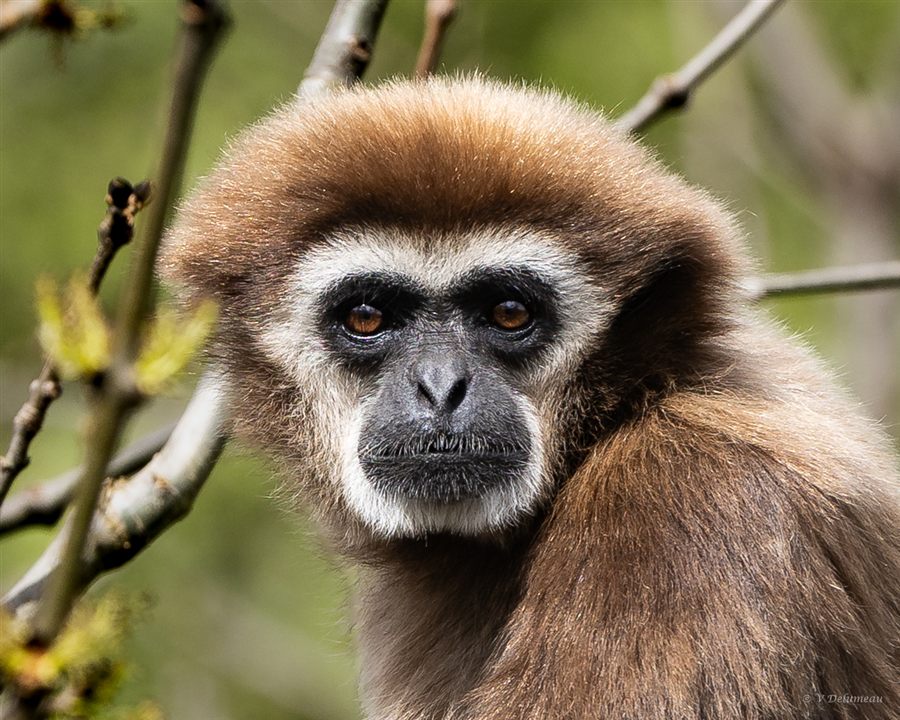 Gibbon suspendu